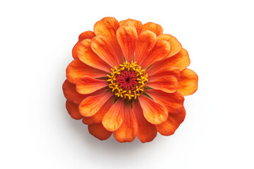 Wall Mural - Ultra-Realistic UHD Photo of a Zinnia Flower on White Background