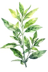 Wall Mural - Hand-drawn Lemon Verbena Sprig for Herbal Tea and Aromatherapy on White Background