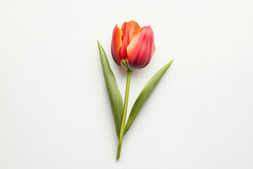 Wall Mural - Ultra-Realistic UHD Photo of a Tulip on White Background