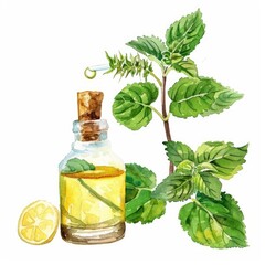 Wall Mural - Lemon Balm Medicinal Plant Essence Bottle. Watercolor Hand Drawn Illustration for Aromatherapy and Wellness