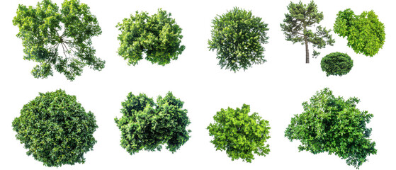 aerial view of various lush green trees showcasing diverse shapes and sizes isolate on transparent b