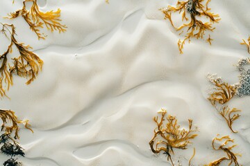 Wall Mural - a close up of seaweed on a sandy beach