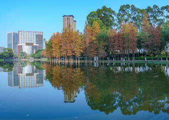 Wall Mural - A grove of larch trees by the lake in the park in the fall