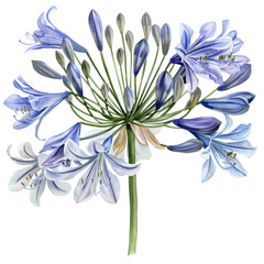 Wall Mural - Watercolor painting of blue agapanthus flower isolated on white background.