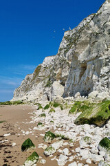 Wall Mural - Majestic White Cliffs by the Sea with Moss-Covered Rocks on a Sunny Day - Ideal for Landscape Posters and Wall Art.