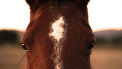 Closeup of brown horse eye looking at camera