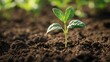 © Surachet - Young plant sprouting from the soil, representing growth and new beginnings