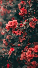 Wall Mural - A close-up of a bush of pink flowers with green leaves.