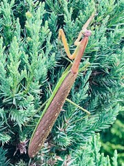 Praying Mantis on evergreen shrub