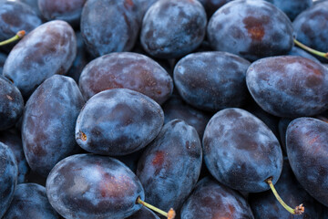 Wall Mural - Fresh plums background. Top view. Organic food.