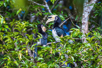Couples of Oriental Pied Hornbill, on the branch of the tree.