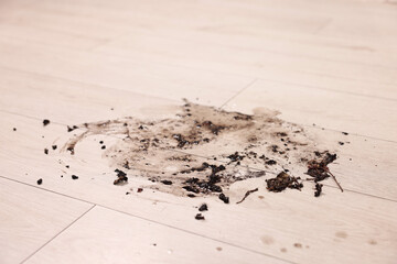 Wall Mural - Mud stain on wooden floor indoors, closeup