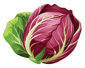 Wall Mural - Fresh radicchio vegetable Vector Illustration on white background