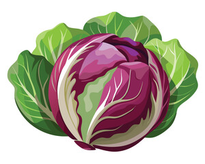 Wall Mural - Fresh radicchio vegetable Vector Illustration on white background