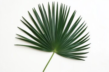 A vibrant green palm leaf displayed against a clean white background, ideal for nature and tropical themes.