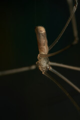 a spider with thin and long brown legs