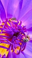 Wall Mural - 4K Close-up of a bright purple lotus flower with yellow stamens and intricate details of the petals and center. Bees are collecting nectar or pollen and are beautifully colored.