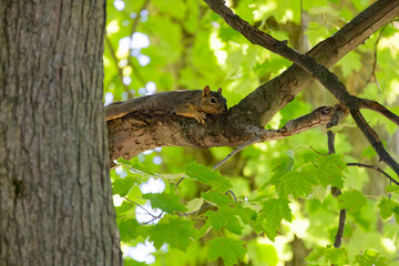 Wall Mural - Fox squirrel resting in the park. The fox squirrel (Sciurus ni..r), also known as the eastern fox squirrel or Bryant's fox squirrel. 