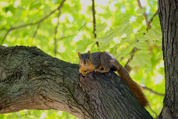 Wall Mural - fox squirrel resting in the park. the fox squirrel (sciurus ni..r), also known as the eastern fox sq