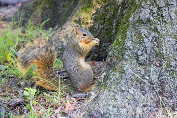 Wall Mural - the fox squirrel (sciurus niger), also known as the eastern fox squirrel or bryant's fox squirrel.