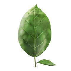 Wall Mural - Single Green Leaf Isolated on Black Background