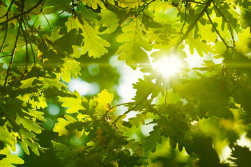 Wall Mural - Bright green oak leaves illuminated by warm sunlight create vibrant and serene atmosphere in summer forest. Interplay of light and shadow, essence of spring or summer in forest