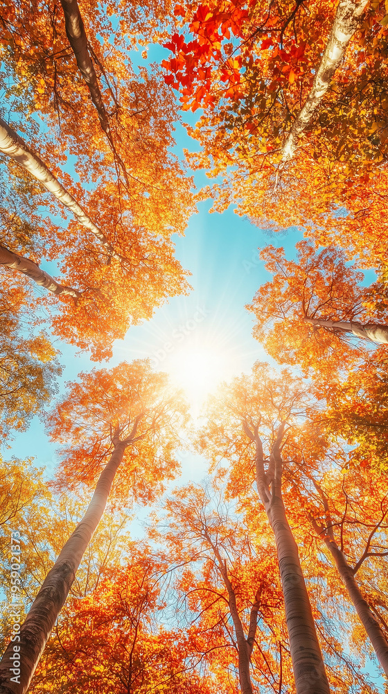 Looking up at tall trees with vibrant autumn leaves against a clear ...