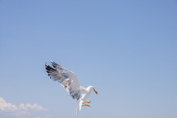 Wall Mural - Seagull - Larus marinus flies through the air with outstretched wings. Blue sky. The harbor in the background.