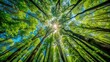 © Achiraya - Vibrant green treetops stretch towards the sky, with sunlight filtering through the dense canopy, casting dappled shadows on the rustic forest floor below.