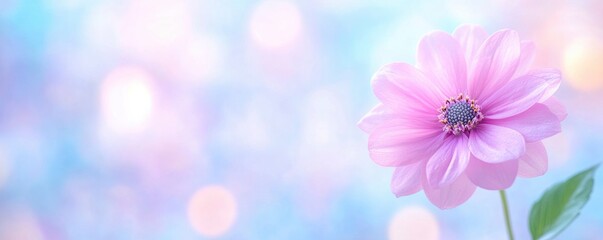 A pink flower on blurred background