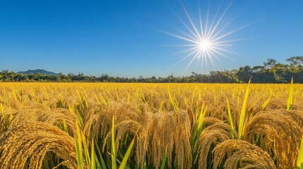 Poster - A golden-hued rice field ready for harvest, with ripe rice stalks swaying gently in the breeze under a clear, sunny sky