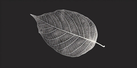 A simple white line drawing on a black background of a leaf with veins clearly defined. The contrast highlights the natural beauty of the leaf.