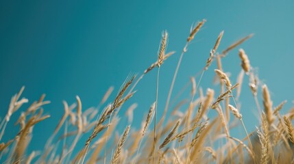 Aufkleber - Field of tall grass under a clear blue sky