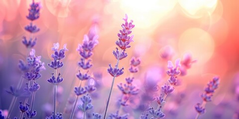 Poster - Photo of lavender plant flowers with shallow depth of field