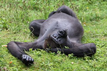 Wall Mural - Western Lowland Gorilla in natural habitat