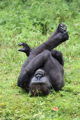 Wall Mural - Western Lowland Gorilla in natural habitat