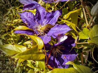 Nice groupf od Clematis in a garden full of sun. There's a lot of leaves in background and around the flowers.