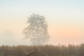 Foggy summer morning before the sunrise in the countryside