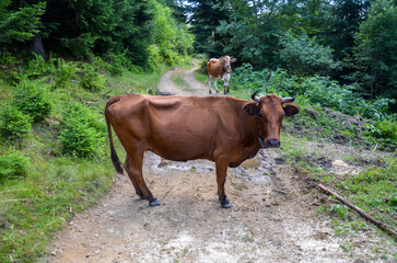 Two brown cows standing on a dirt road surrounded by lush greenery and looking at camera