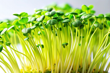 Fresh juicy microgreens close-up. Microgreens, healthy vitamin food, young edible greens of vegetables and herbs