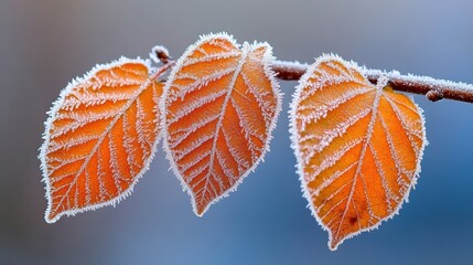 Canvas Print - Three orange leaves are covered in frost on a branch, AI