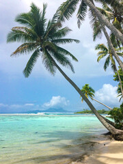 beach with palm trees