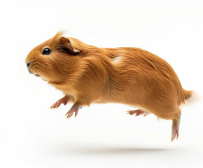 a guinea pig isolated on a white background