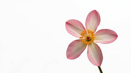 Wall Mural - A single pink flower with a yellow center sits on a white background