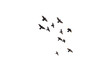 © Krish - flying pigeon PNG, group of flying birds, pigeons isolated with transparent background.png