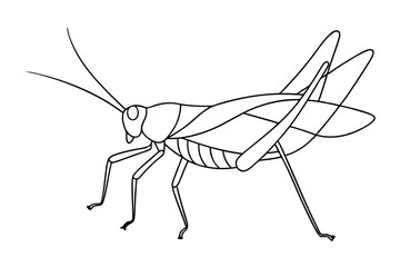 Wall Mural - Elegant Line Drawing of a Grasshopper Detailed Line Art Vector Illustration