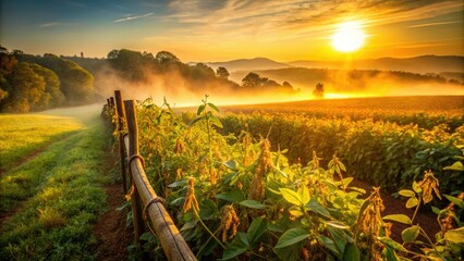 rustic morning light illuminates soybeans ripening alongside rustic rural fence line with misty valley background, warm color palette, shallow depth of field, vibrant texture