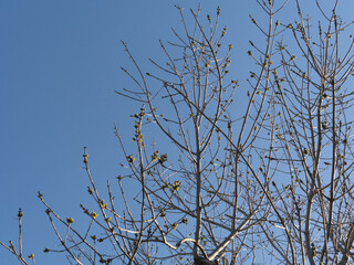 Regrowing tree with clear sky