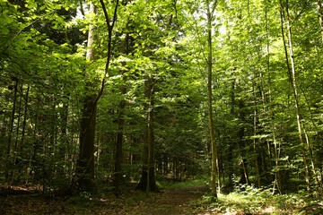 Wall Mural - beautiful green trees and pathway in forest