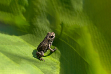 frog on a leaf